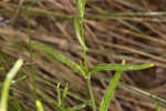 Louisiana catchfly 